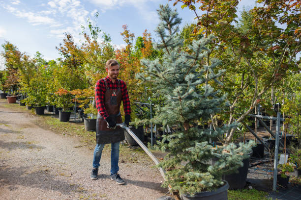 Best Tree Branch Trimming  in USA